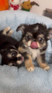 🐶💕 Encore une vidéo beaucoup trop craquante des deux sœurs de Mya !Ces deux petites princesses sont de vraies charmeuses 🥹❤️Entre leur douceur, leurs petites bouilles irrésistibles et leur complicité, elles nous font fondre un peu plus chaque jour. Impossible de ne pas craquer devant ces deux merveilles 🥰On les couvrirait de câlins toute la journée… elles sont à croquer ! ✨#Chihuahua #ChiotChihuahua #ChihuahuaLove #ChihuahuaMiniature #ChihuahuaLife TropMignon SœursChihuahua Princesses