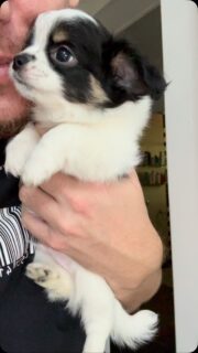 🐶🖤🤍 Notre petit ourson noir et blanc 🧸❤️Comment ne pas craquer devant cette bouille d’amour ? 🥹Tellement choupinou, tellement câlin… ce petit bonhomme est un véritable concentré de tendresse. À l’aube de ses 3 mois, il nous rend complètement gaga avec son regard attendrissant, son calme et sa douceur 🥰Un petit ourson plein d’amour qui fait fondre tous les cœurs sur son passage.#Chihuahua #ChiotChihuahua #ChihuahuaLove #ChihuahuaMiniature #NoirEtBlanc ChihuahuaLife TropMignon PetitOurson