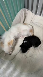 🐶💕 La belle Vegas et sa petite crevette 🦐Notre petit mâle tricolore profite pleinement de la vie… et surtout des câlins et des siestes ! 😅🥰Toujours bien installé près de sa maman, il adore se faire dorloter avant de repartir pour une bonne séance de dodo. Un vrai petit bébé, aussi attendrissant que craquant ❤️Impossible de résister à ce duo rempli de douceur et de tendresse.#Chihuahua #ChiotChihuahua #ChihuahuaLove #ChihuahuaMiniature #ChihuahuaLife