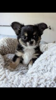 🐶✨ La merveille tricolore de Nana a bien grandi ! 🤩Et quelle évolution… elle est encore plus belle de jour en jour 🥰Née le 28 mai 2026, cette petite princesse dévoile peu à peu toute sa beauté. Avec sa magnifique robe tricolore, son regard expressif et son caractère plein de douceur, elle ne cesse de nous faire craquer ❤️Une vraie petite merveille qui grandit à son rythme et devient chaque jour un peu plus irrésistible.#Chihuahua #ChiotChihuahua #ChihuahuaLove #ChihuahuaMiniature #Tricolore ChihuahuaLife TropMignon PrincesseChihuahua
