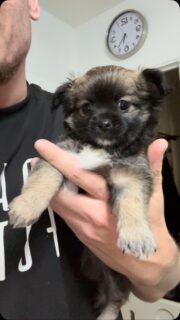 🐶🖤 On vous présente notre petite beauté charbonnée ✨Encore un peu timide, cette petite princesse prend doucement confiance… et révèle déjà toute sa douceur 🥰Avec sa magnifique robe charbonnée, son joli masque noir qui met son regard en valeur et son tempérament si délicat, elle possède un charme fou ❤️Une petite merveille pleine de tendresse qui nous fait complètement craquer. Et vous, que pensez-vous de son magnifique masque noir ? 😍#Chihuahua #ChiotChihuahua #ChihuahuaLove #ChihuahuaMiniature #Charbonnée MasqueNoir ChihuahuaLife TropMignon