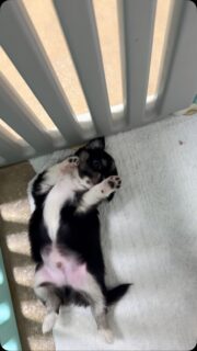 🐶🤣 Le petit bout’chou de Vegas nous offre son plus beau spectacle !Aujourd’hui, monsieur nous fait sa petite danse… sur le dos ! 😂❤️À seulement 1 mois, il déborde déjà de charme et nous fait rire avec ses petites acrobaties et ses mimiques irrésistibles.Un vrai petit charmeur en devenir, aussi drôle que craquant. Franchement, comment ne pas fondre devant une si petite bouille ? 🥹🥰#Chihuahua #ChiotChihuahua #ChihuahuaLove #ChihuahuaMiniature #ChihuahuaLife TropMignon PetitCharmeur BébéChihuahua