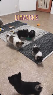 Bon dimanche à tous ! ☀️💛Petit coucou en direct de la nurserie avec les petits gremlins qui grandissent de jour en jour. 🍼🐾 Ils sont toujours aussi adorables… et toujours aussi malicieux ! 😄Passez une excellente journée et profitez bien de votre dimanche ! 🥰 #BonDimanche #Nurserie #PetitsGremlins #Bébés #MomentsDeBonheur
