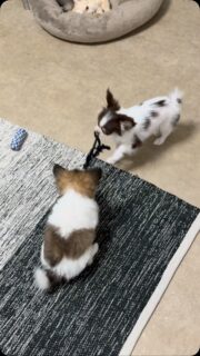 🐶💪 Des chihuahuas… ou des pitbulls ?! 🤣À les voir tirer chacun de leur côté sur leur corde, on pourrait presque se poser la question ! 😅Le petit Blynder, lui, joue son rôle à fond. Il ne lâche rien, met tout son cœur dans la partie et se prend pour le plus costaud de la bande 🤭❤️Un vrai petit coquin, plein d’énergie et de caractère, qui nous fait rire à chaque séance de jeu. Impossible de ne pas craquer devant autant de détermination dans un si petit gabarit ! 🥰#Chihuahua #ChiotChihuahua #ChihuahuaLove #ChihuahuaMiniature #Blynder ChihuahuaLife MomentDeJeu TropMignon