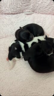 🐶💕 Une belle naissance à la nurserie ! ❤️Notre douce Umey a accueilli ses petites merveilles avant-hier soir 🥹Elle est désormais l’heureuse maman de deux petites femelles noires 🖤🖤 et d’un petit mâle noir et blanc 🖤🤍, tous les trois en parfaite santé.Quel bonheur de les voir blottis contre leur maman et de pouvoir assister à leurs tout premiers instants de vie. Bienvenue à ces trois petits trésors qui commencent une magnifique aventure ❤️✨#Chihuahua #Naissance #ChiotChihuahua #ChihuahuaLove #NurserieChihuahua ChihuahuaLife BébésChihuahua TropMignon