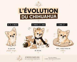 🤎🐾 L’évolution du Chihuahua… en toute objectivité. 😅Au début, c’est une toute petite boule de poils qui fait fondre tout le monde… 🥹Puis, sans que l’on comprenne vraiment comment, il se transforme en un véritable petit chef de la maison. 👑 Il sait exactement ce qu’il veut, décide de l’heure des câlins, choisit la meilleure place sur le canapé… et il est souvent convaincu que le monde tourne un peu autour de lui. 😄Et quelques années plus tard ? Il garde bien son petit caractère… mais devient surtout un expert des siestes, des regards attendrissants et des câlins sans limite. ❤️Finalement, les Chihuahuas ne changent jamais vraiment… ils perfectionnent simplement leur art de nous faire craquer. 🐶🤎💬 Alors, où en est le vôtre ?🐾 🍼 0 à 3 mois : un petit ange…
👑 3 mois à 3 ans : le roi ou la reine de la maison…
🥰 3 ans et plus : toujours autant de caractère, mais avec une passion débordante pour les câlins.On veut tout savoir ! Racontez-nous les plus belles (ou les plus drôles !) bêtises de votre Chihuahua en commentaire. ⬇️😂Et surtout… est-ce que ce visuel décrit parfaitement le vôtre ? 😅Chihuahuas de la Vallée des Cèdres Bleus 🤎
🌐 https://elevage-chihuahuas-lof.fr#chihuahua #chihuahualove #chihuahualife #doghumor #dogsofinstagram
