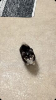 🐶🤎🖤 Encore une vidéo de notre petite chipie tricolore ! 😍Impossible de se lasser de cette petite boule d’énergie ❤️Elle n’a peur de rien, explore tout avec une assurance étonnante… mais dès qu’il s’agit de câlins, elle redevient une vraie petite boule de tendresse 🥹Un caractère bien affirmé, une bonne dose de malice et énormément d’amour à donner : le mélange parfait qui la rend totalement irrésistible 🥰#Chihuahua #ChiotChihuahua #ChihuahuaLove #ChihuahuaMiniature #Tricolore ChihuahuaLife TropMignon PetiteChipie