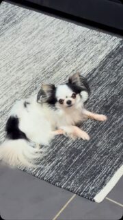 🐶❤️ Notre beau Olaf et son regard rempli d’amour 🥰Ce regard… comment ne pas craquer ? 😍Olaf a cette façon bien à lui de nous regarder avec tellement de douceur et d’affection. Un vrai petit amour qui sait faire fondre les cœurs en un instant ❤️Un regard qui en dit long sur son grand cœur et toute la tendresse qu’il a à partager 🥹#Chihuahua #Olaf #ChihuahuaLove #ChihuahuaLife #PetitAmour TropMignon RegardDAmour