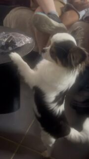🐶🍕 Mission “vol de mini pizzas”… échouée ! 🤣Monsieur pensait pouvoir s’approcher de la table basse en toute discrétion… mais il a été pris la patte dans le sac ! 😅Avec sa petite bouille d’innocent, il espérait sûrement passer incognito… Raté, petit coquin ! 🥹❤️Heureusement, les mini pizzas restent pour les humains. Lui aura droit à ses propres gourmandises adaptées à son petit ventre. 🥰#Chihuahua #ChihuahuaLove #ChihuahuaLife #PetitCoquin #TropMignon VieDeChihuahua Gourmand