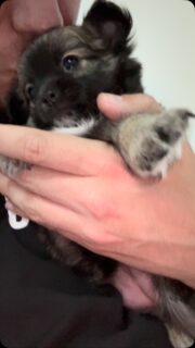 🐶🤎🖤 Séance gros câlins et pluie de bisous avec notre magnifique Bonny ! 🥰Notre petite beauté charbonnée est un véritable concentré de tendresse ❤️Douce, affectueuse et toujours partante pour un moment de câlins, Bonny adore profiter de chaque instant passé dans les bras. Impossible de résister à sa jolie bouille et à son regard rempli de douceur 😍Une vraie petite boule d’amour qui fait fondre tous les cœurs.#Chihuahua #ChiotChihuahua #ChihuahuaLove #ChihuahuaMiniature #Bonny Charbonnée TropMignon TeamCâlins