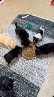 🐶🍽️ C’est l’heure du repas pour nos petits gloutons ! 😋À peine les gamelles arrivent que tout le monde est prêt ! Entre les croquettes et un peu de pâtée, le repas est toujours un moment très attendu… et il ne reste généralement plus grand-chose en quelques minutes ! 🤭❤️Quel bonheur de les voir grandir, prendre de l’assurance et profiter de chaque instant avec autant d’enthousiasme. Ces petits gourmands nous font craquer un peu plus chaque jour. 🥰#Chihuahua #ChiotChihuahua #ChihuahuaLove #ChihuahuaMiniature #PetitGlouton ChihuahuaLife TropMignon HeureDuRepas