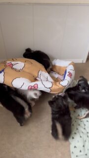 🐶😂 Le coussin préféré des loulous… et c’est la folie !Dès qu’il est installé, tout le monde veut sa place ! 😅 Entre les courses, les roulades, les chamailleries et les moments de câlins, ce coussin est devenu le lieu incontournable de la bande. ❤️Impossible de s’ennuyer quand nos petits chichis décident d’en faire leur terrain de jeu préféré. Une vraie scène de bonheur qui nous fait sourire à chaque fois ! 🥰#Chihuahua #ChiotChihuahua #ChihuahuaLove #ChihuahuaMiniature #ChihuahuaLife MomentDeJeu TropMignon VieDeChihuahua