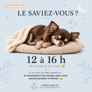💡 CHICHI FACT #01 | Le saviez-vous ? 💤Contrairement aux apparences… votre Chihuahua n’est pas un petit paresseux. 😴🤎En moyenne, un Chihuahua dort entre 12 et 16 heures par jour. Un sommeil essentiel qui lui permet de récupérer, de grandir (pour les plus jeunes) et de rester en pleine forme.Et si vous avez parfois l’impression qu’il passe sa journée à faire la sieste… rassurez-vous ! C’est tout à fait normal. ❤️D’ailleurs, on est convaincus qu’ils ont une technique bien à eux : ils économisent leur énergie pendant des heures… pour ensuite partir dans un sprint effréné de 5 minutes à travers toute la maison. 😂🐾💬 Et le vôtre ?😴 C’est un véritable champion de la sieste ?
⚡ Ou plutôt une petite tornade du matin au soir ?Racontez-nous en commentaire combien d’heures votre Chihuahua pourrait dormir si on le laissait faire ! 👇🤎Belle journée à tous !Chihuahuas de la Vallée des Cèdres Bleus 🤎
🌐 https://elevage-chihuahuas-lof.fr#Chihuahua #ChihuahuaLove #LeSaviezVous #ChichiFact DogFacts
