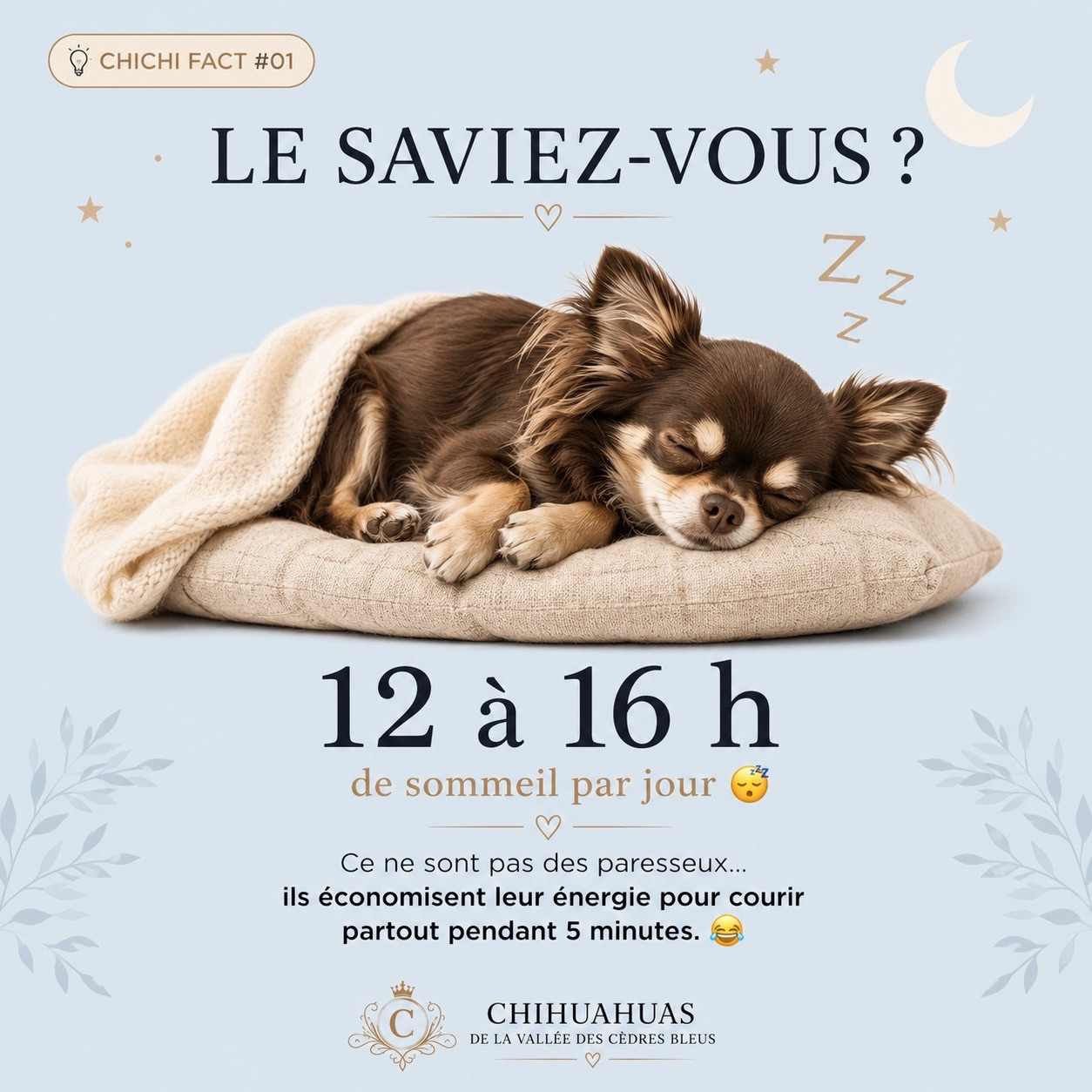 💡 CHICHI FACT #01 | Le saviez-vous ? 💤Contrairement aux apparences… votre Chihuahua n’est pas un petit paresseux. 😴🤎En moyenne, un Chihuahua dort entre 12 et 16 heures par jour. Un sommeil essentiel qui lui permet de récupérer, de grandir (pour les plus jeunes) et de rester en pleine forme.Et si vous avez parfois l’impression qu’il passe sa journée à faire la sieste… rassurez-vous ! C’est tout à fait normal. ❤️D’ailleurs, on est convaincus qu’ils ont une technique bien à eux : ils économisent leur énergie pendant des heures… pour ensuite partir dans un sprint effréné de 5 minutes à travers toute la maison. 😂🐾💬 Et le vôtre ?😴 C’est un véritable champion de la sieste ?
⚡ Ou plutôt une petite tornade du matin au soir ?Racontez-nous en commentaire combien d’heures votre Chihuahua pourrait dormir si on le laissait faire ! 👇🤎Belle journée à tous !Chihuahuas de la Vallée des Cèdres Bleus 🤎
🌐 https://elevage-chihuahuas-lof.fr#Chihuahua #ChihuahuaLove #LeSaviezVous #ChichiFact DogFacts