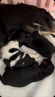 🐶💕 Les petits trésors d’Umey grandissent déjà à vue d’œil ! 🥰Quel bonheur de les voir évoluer jour après jour… ❤️Les observer blottis contre leur maman pour la tétée est un moment rempli de douceur et de tendresse. Ces instants si précieux nous rappellent à quel point les premiers jours de vie sont merveilleux. 🥹Ils grandissent tranquillement, entourés de toute l’attention et de l’amour de leur maman. Une scène tellement attendrissante qu’on ne s’en lasse jamais. ✨#Chihuahua #ChiotChihuahua #ChihuahuaLove #Naissance #MamanEtBébés ChihuahuaLife TropMignon InstantTendresse