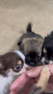 🐶❤️ Les chichis = notre dose quotidienne d’amour, de bisous et de câlins ! 🥰Impossible de commencer ou de terminer une journée sans une pluie de léchouilles, de câlins et de regards remplis de tendresse. ❤️Avec eux, chaque instant est une parenthèse de bonheur. Ils ont ce don de nous faire sourire, de nous réconforter et de remplir la maison d’amour… tout simplement. 🥹✨Et chez vous, qui réclame le plus de câlins ? 🤭💕#Chihuahua #ChihuahuaLove #ChihuahuaLife #TeamCâlins #DoseDAmour VieDeChihuahua TropMignon BonheurQuotidien