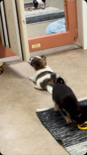 🐶🖤🤍 Petite vidéo toute tranquille de notre petit bicolore 🥰Un vrai petit nounours paisible et tout doux… mais attention, ne vous fiez pas trop à son air sage ! 😅Derrière cette adorable petite bouille se cache un sacré coquin, toujours prêt pour quelques petites bêtises 🤭❤️Un mélange parfait de douceur, de calme et de malice… et nous, on craque complètement ! 🥹🥰#Chihuahua #ChihuahuaLove #ChihuahuaMiniature #Bicolore #PetitNounours PetitCoquin TropMignon ChihuahuaLife