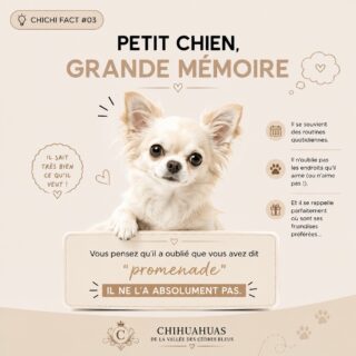💡🐾 CHICHI FACT #03 — Petit chien, grande mémoire !On a parfois tendance à oublier qu’un Chihuahua, malgré sa petite taille, est un petit chien très attentif à son environnement et à ses habitudes. 🧠🤎Il peut parfaitement mémoriser des routines, reconnaître les personnes qu’il côtoie, retenir les endroits qu’il apprécie… et surtout, se souvenir de cette fameuse promenade que vous lui avez promise. 😂Vous pensiez pouvoir dire « promenade » à 10h du matin et passer à autre chose ?👉 Erreur. Il n’a rien oublié. 😅🐶Et chez vous ?
💬 Votre Chihuahua a-t-il une mémoire particulièrement redoutable ?
Une habitude, une friandise, une heure de promenade… qu’il n’oublie JAMAIS ? Racontez-nous ! 👇Chihuahuas de la Vallée des Cèdres Bleus 🤎
🌐 https://elevage-chihuahuas-lof.fr#Chihuahua #ChichiFact #LeSaviezVous #ChihuahuaLove ChihuahuasDeFrance