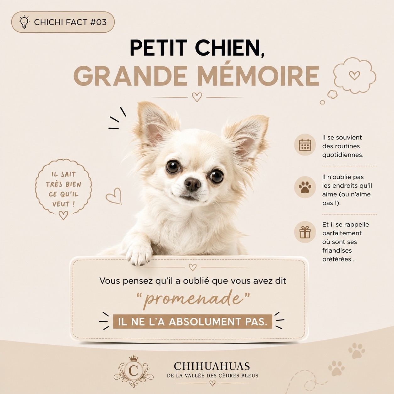 💡🐾 CHICHI FACT #03 — Petit chien, grande mémoire !On a parfois tendance à oublier qu’un Chihuahua, malgré sa petite taille, est un petit chien très attentif à son environnement et à ses habitudes. 🧠🤎Il peut parfaitement mémoriser des routines, reconnaître les personnes qu’il côtoie, retenir les endroits qu’il apprécie… et surtout, se souvenir de cette fameuse promenade que vous lui avez promise. 😂Vous pensiez pouvoir dire « promenade » à 10h du matin et passer à autre chose ?👉 Erreur. Il n’a rien oublié. 😅🐶Et chez vous ?
💬 Votre Chihuahua a-t-il une mémoire particulièrement redoutable ?
Une habitude, une friandise, une heure de promenade… qu’il n’oublie JAMAIS ? Racontez-nous ! 👇Chihuahuas de la Vallée des Cèdres Bleus 🤎
🌐 https://elevage-chihuahuas-lof.fr#Chihuahua #ChichiFact #LeSaviezVous #ChihuahuaLove ChihuahuasDeFrance