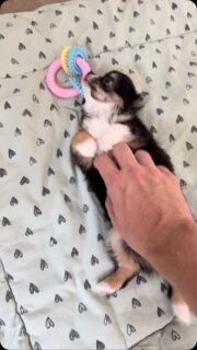🐶💕 Encore une petite vidéo de notre jolie Banh Mi, la petite poupée tricolore ! 🥰Mademoiselle adore elle aussi les gratouilles sur le ventre et ne dit jamais non à une bonne dose de câlins. 😍Une vraie petite chipie pleine de tendresse, douce, affectueuse et terriblement attachante… ❤️On craque complètement pour cette petite merveille ! 🥹#Chihuahua #BanhMi #ChihuahuaTricolore #ChihuahuaLove #TropMignon
