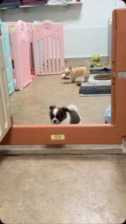 ☀️🐶 Belle journée ensoleillée d’août à tous ! 😎🌴Pendant que le soleil brille dehors, nos petits loulous profitent tranquillement de la fraîcheur de la nurserie, bien au frais sous la climatisation 🥰Au programme : jeux, petites courses, câlins et beaucoup de mignonneries… le bonheur quoi ! ❤️🐾On vous souhaite une merveilleuse journée, pleine de soleil et de douceur ! ☀️💕