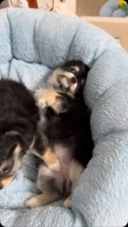 💕🐶 Les deux fifilles de Mia sont toujours aussi belles et craquantes !De vraies petites boules de tendresse qui adorent les calinous 🥰❤️Difficile de ne pas fondre devant ces deux petites merveilles… elles savent parfaitement comment faire craquer leur petit monde ! 😍#Chihuahua #ChiotsChihuahua #Mia #ChihuahuaLove #TropMignon