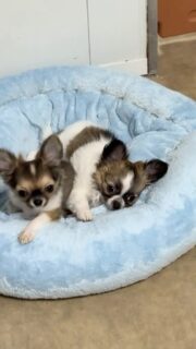 🐶💕 Un petit moment tout simple à la nurserie.Les chiots jouent, se taquinent et profitent simplement de leur journée. 🥰Juste de jolies petites scènes de vie à regarder… 🐾❤️#Chihuahua #Chiots #Nurserie #ChihuahuaLove #TropMignon