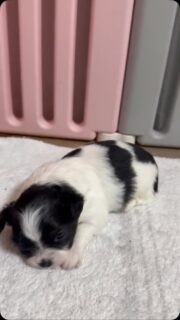 🖤🤍 Petit vidéo de notre trop chou petit mâle noir et blanc, le bébé de la belle Umey ! 🥰Il a déjà tellement grandi, ce petit chou ! 😍Toujours aussi craquant, il évolue de jour en jour et commence déjà à dévoiler sa jolie petite personnalité. Une vraie bouille à bisous dont on ne se lasse pas ! ❤️#Chihuahua #ChiotChihuahua #NoirEtBlanc #Umey #tropmignon