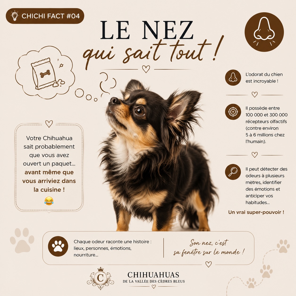 👃🐾 CHICHI FACT #04 — Le nez qui sait tout !Vous avez à peine ouvert un paquet dans la cuisine que votre Chihuahua est déjà là ? 😂Coïncidence ? Absolument pas. 😏Le chien possède un odorat extrêmement développé, bien plus puissant que le nôtre. Son nez lui permet de détecter et d’identifier une multitude d’odeurs… parfois à une distance qui nous paraît totalement incroyable. 👃🐶Et nos petits Chihuahuas savent particulièrement bien mettre ce super-pouvoir à profit lorsqu’il s’agit de repérer :🥓 un paquet de nourriture qu’on vient d’ouvrir
🍗 une petite friandise qui traîne
🛍️ le contenu d’un sac de courses
👀 ou même quelque chose qu’on pensait avoir soigneusement caché !Parce qu’un Chihuahua peut éventuellement ne pas entendre quand on l’appelle…Mais quand il s’agit d’un paquet de friandises, son radar fonctionne à merveille. 😂💬 Chez vous, votre Chihuahua débarque-t-il mystérieusement dès qu’un paquet de nourriture s’ouvre ?Racontez-nous vos meilleures anecdotes de « nez qui sait tout » en commentaire ! 👇🐾Chihuahuas de la Vallée des Cèdres Bleus 🤎
🌐 https://elevage-chihuahuas-lof.fr#Chihuahua #ChichiFact #LeSaviezVous #ChihuahuaLove ChihuahuasDeFrance