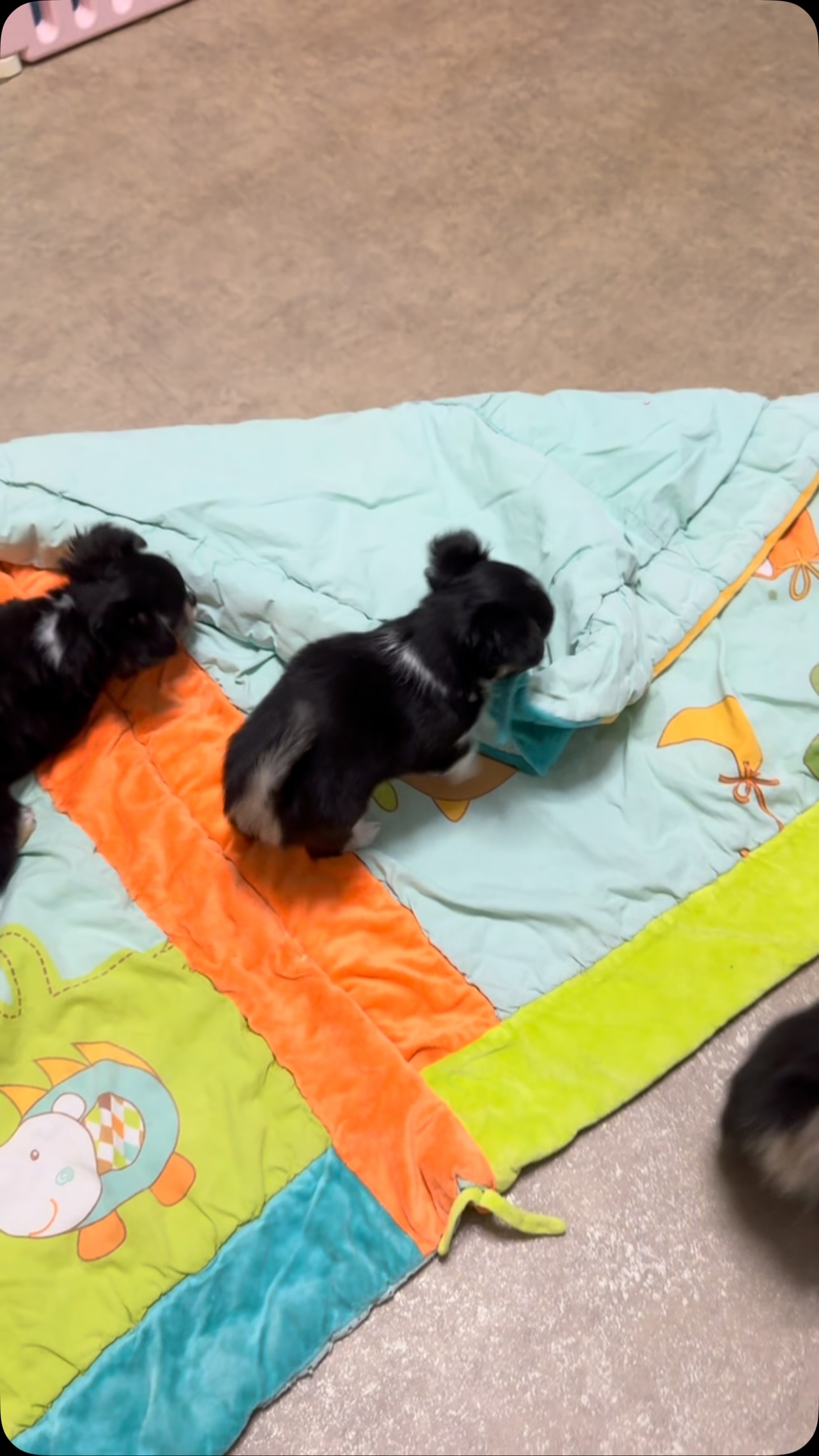 🐶😅 C’est le week-end… et qui dit week-end dit bêtises !Nos petits loulous ont décidé d’inaugurer le nouveau tapis de jeu à leur manière 😂Entre jeux, chamailleries et petites folies, ils sont déjà prêts à profiter pleinement de leur week-end ! 🥰❤️#Chihuahua #ChiotsChihuahua #WeekEnd #MomentDeJeu #TropMignon