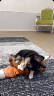 🐶💕 Notre adorable Banh Mi et son doudou préféré 🤩Un petit moment tout simple comme on les aime… Banh Mi tranquillement installée à mâchouiller son doudou avec sa petite bouille beaucoup trop craquante 🥹❤️Toujours aussi belle, douce et pleine de charme, cette petite princesse tricolore nous fait complètement fondre ! 🥰#BanhMi #Chihuahua #ChihuahuaTricolore #ChihuahuaLove #TropMignon