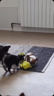 🐶💪 C’est reparti pour leur activité favorite : le tirage de jouet ! 😅Un chichi de chaque côté, chacun bien décidé à ne rien lâcher… et que la bataille commence ! 🤣Toujours le même scénario, mais toujours aussi drôle à regarder. Ils sont tellement sérieux dans leur petite compétition ! 🥰#Chihuahua #ChiotsChihuahua #MomentDeJeu #PetitsFous #TropMignon