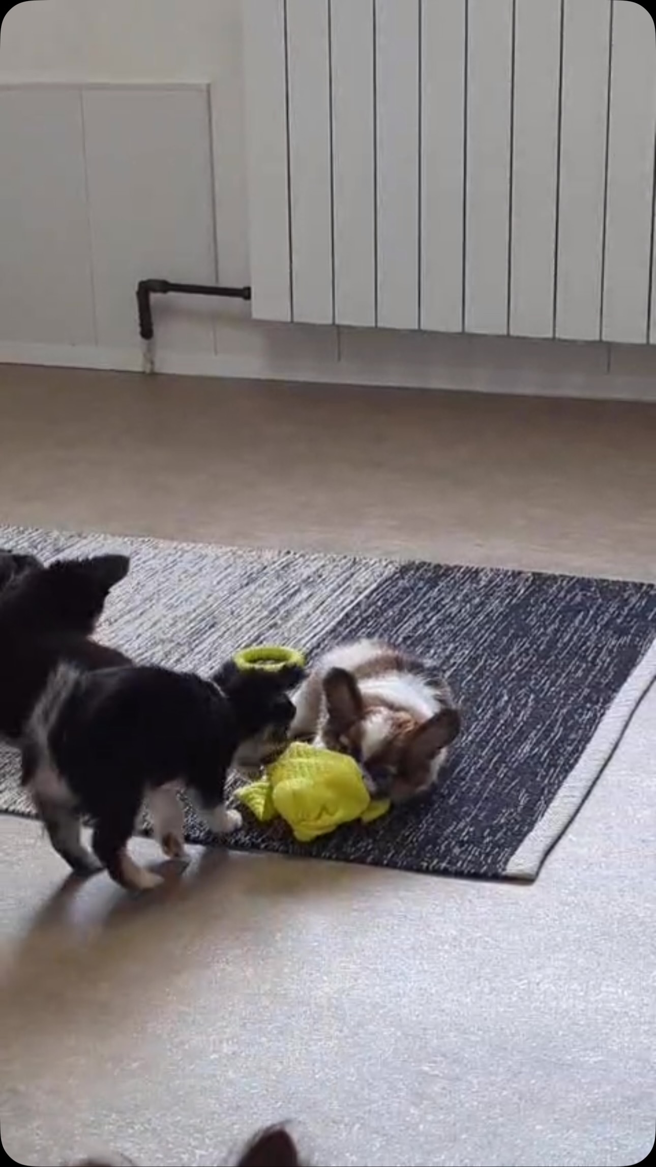 🐶💪 C’est reparti pour leur activité favorite : le tirage de jouet ! 😅Un chichi de chaque côté, chacun bien décidé à ne rien lâcher… et que la bataille commence ! 🤣Toujours le même scénario, mais toujours aussi drôle à regarder. Ils sont tellement sérieux dans leur petite compétition ! 🥰#Chihuahua #ChiotsChihuahua #MomentDeJeu #PetitsFous #TropMignon