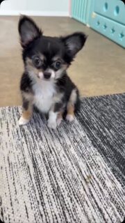 👑🐶 Petite vidéo de notre princesse Banh Mi 🥰Toujours aussi douce, jolie et craquante, notre petite tricolore nous fait fondre à chaque fois. ❤️Une vraie petite merveille, avec juste ce qu’il faut de malice pour nous faire craquer encore un peu plus ! 😍#BanhMi #Chihuahua #ChihuahuaTricolore #ChihuahuaLove #TropMignon