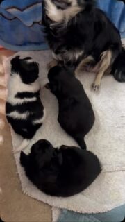 🐶❤️ Un joli moment de famille avec la douce Umee et ses 3 bébés 🥰Les petits trésors ont déjà bien grandi ! 😍Deux petites femelles noires, l’une avec de jolies nuances marron et l’autre avec ses petites touches blanches, accompagnées de leur petit frère noir et blanc. 🖤🤎🤍Ils offrent une scène pleine de douceur et de tendresse. Umee est une maman adorable et si douce avec ses trois petits. 🥹❤️Un vrai bonheur de les voir grandir ensemble, jour après jour. 🐾#Chihuahua #ChiotsChihuahua #Umee #MamanEtBébés #TropMignon