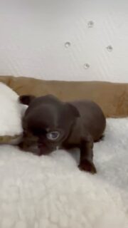 🤎🐶 C’est au tour du tout petit de la portée : le mini chocolat d’Ariel ! 🥰Petit par la taille, mais certainement pas par le caractère ! 😄 Ce petit cœur sait déjà très bien s’imposer auprès de ses frères et sœurs et faire sa petite place dans la tribu. 🐾Avec sa bouille craquante et sa jolie couleur chocolat, difficile de lui résister… Un mini format avec déjà une belle personnalité ! 🤎😍#Chihuahua #ChihuahuaChocolat #ChiotChihuahua #MiniChihuahua #tropmignon