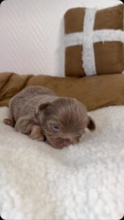 💜🐶 On craque complètement pour le petit mâle lavande d’Ariel ! 🥹Avec sa magnifique couleur lavande, aussi rare que délicate, et sa petite bouille irrésistible, ce petit chou nous fait littéralement fondre. 😍Il commence doucement à s’affirmer, à dévoiler son caractère et à s’intéresser de plus en plus à ce qui l’entoure… Un bonheur de le voir évoluer jour après jour. ❤️On aurait envie de le couvrir de bisous et de câlins toute la journée tellement il est à croquer ! 🥰#Chihuahua #ChihuahuaLavande #ChiotChihuahua #BébéChihuahua #TropMignon