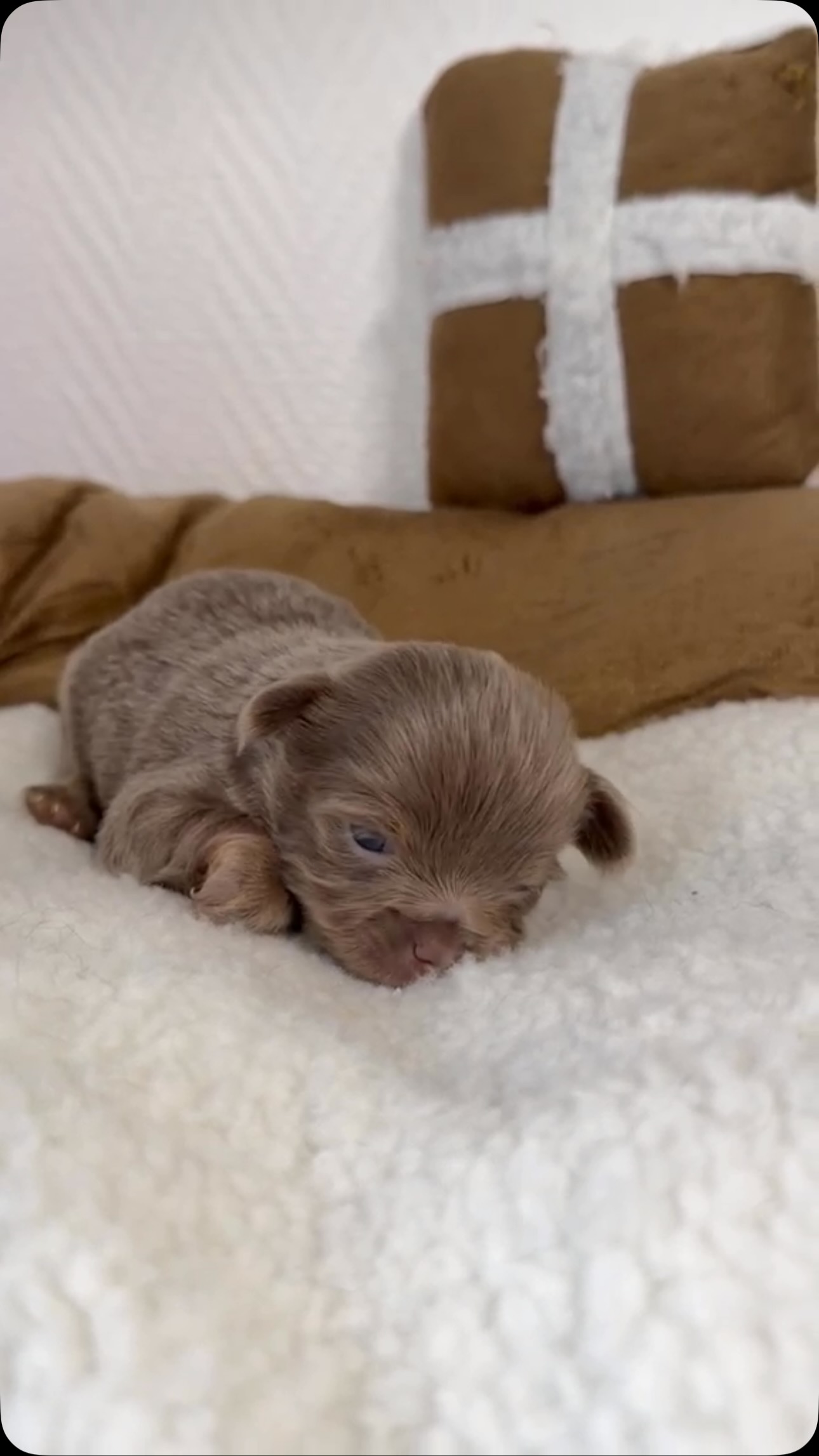 💜🐶 On craque complètement pour le petit mâle lavande d’Ariel ! 🥹Avec sa magnifique couleur lavande, aussi rare que délicate, et sa petite bouille irrésistible, ce petit chou nous fait littéralement fondre. 😍Il commence doucement à s’affirmer, à dévoiler son caractère et à s’intéresser de plus en plus à ce qui l’entoure… Un bonheur de le voir évoluer jour après jour. ❤️On aurait envie de le couvrir de bisous et de câlins toute la journée tellement il est à croquer ! 🥰#Chihuahua #ChihuahuaLavande #ChiotChihuahua #BébéChihuahua #TropMignon
