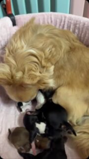🐶💕 La belle et douce Rose Lynn vient d’accueillir ses magnifiques bébés ! 🥹❤️

Une jolie petite tribu de 6 trésors : 2 petites filles et 4 petits garçons, issus de Rose Lynn et de notre beau et charismatique Esteban. 😍🐾

Bienvenue à ces six petites merveilles qui commencent tout juste leur histoire. ❤️ Pour le moment, place au calme, à la douceur et aux précieux instants tout contre maman. 🥰

Félicitations à notre douce Rose Lynn ! 💕🐶

#Chihuahua #BébésChihuahua #RoseLynn #Esteban #TropMignon