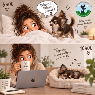 Dites-moi que vous avez un Chihuahua sans me dire que vous avez un Chihuahua… 😂🐾

⏰ 6h00 :
« DEBOUT !!! La journée commence ! » 🐶

☕ 10h00 :
Lui : profondément endormi, aucune culpabilité. 😴
Moi : déjà à mon 2ᵉ café en essayant de survivre à ma journée. 😂

Ils nous réveillent… juste pour pouvoir aller faire leur sieste tranquilles après. 🤣

👉 Allez, soyez honnêtes : à quelle heure votre Chihuahua vous réveille-t-il ? 👇
Et identifiez cette personne qui vit EXACTEMENT la même chose ! 😂

🤎 Chihuahuas de la Vallée des Cèdres Bleus

#Chihuahua #ChihuahuaLove #ChihuahuaLife #HumourChihuahua #VieAvecUnChihuahua