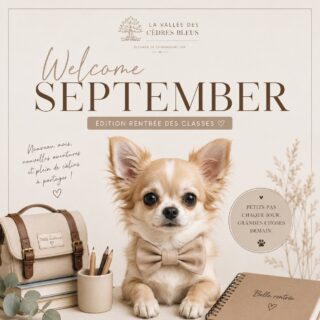 🍂📚 WELCOME SEPTEMBER !Septembre est là… et avec lui, le parfum de la rentrée, les nouvelles habitudes et ce petit air de nouveau départ. 🤎✨Pendant que certains reprennent le chemin de l’école ou du travail, nos Chichis, eux, ont déjà préparé leur programme :🐾 Quelques petites bêtises pour commencer la journée
☀️ Une sieste bien méritée
🤎 Beaucoup (beaucoup) de câlins
🎓 Et éventuellement… apprendre deux ou trois choses, s’ils sont d’accord. 😂Parce qu’après tout, les petits pas de chaque jour font les grandes choses de demain. ✨Nous souhaitons une très belle rentrée à tous les enfants, beaucoup de courage aux parents… et une douce reprise à tous ceux pour qui les vacances sont désormais derrière eux. 🥰Et chez vous, septembre rime avec quoi ?
🎒 Grande rentrée ? Reprise du travail ? Encore un peu de vacances ?Et surtout… votre Chihuahua est-il plutôt élève modèle 😇 ou petit cancre au fond de la classe ? 😂On attend vos réponses en commentaire ! 👇🐶📖🐾 Et pour nos Chichis aussi, c’est la rentrée !N’oubliez pas de découvrir notre nouveau guide pour bien débuter avec son Chihuahua 😊 Conseils, astuces et essentiels à connaître pour partir sur de bonnes bases avec votre petit compagnon. 🤎👉 elevage-chihuahuas-lof.fr/ebook/
🔗 Le lien est également disponible directement dans notre bio !Belle rentrée et merveilleux mois de septembre à toutes et à tous. 🍂🤎Chihuahuas de la Vallée des Cèdres Bleus#Chihuahua #WelcomeSeptember #Rentrée2026 #ChihuahuaLove #ChihuahuasDeFrance