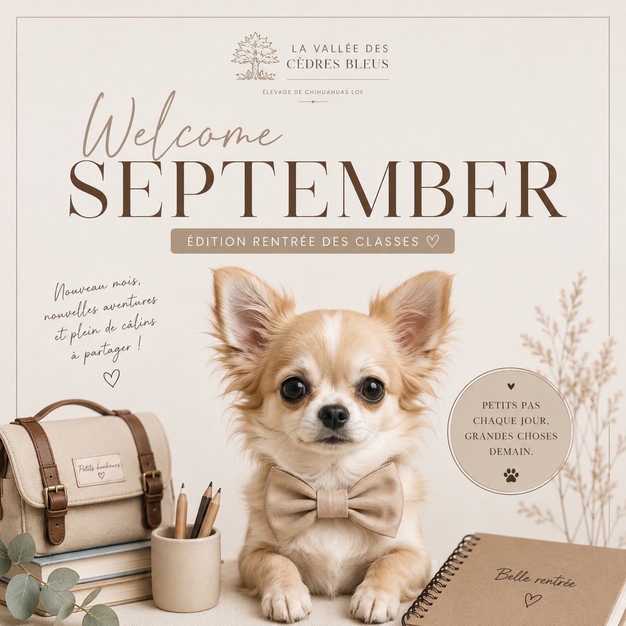 🍂📚 WELCOME SEPTEMBER !Septembre est là… et avec lui, le parfum de la rentrée, les nouvelles habitudes et ce petit air de nouveau départ. 🤎✨Pendant que certains reprennent le chemin de l’école ou du travail, nos Chichis, eux, ont déjà préparé leur programme :🐾 Quelques petites bêtises pour commencer la journée
☀️ Une sieste bien méritée
🤎 Beaucoup (beaucoup) de câlins
🎓 Et éventuellement… apprendre deux ou trois choses, s’ils sont d’accord. 😂Parce qu’après tout, les petits pas de chaque jour font les grandes choses de demain. ✨Nous souhaitons une très belle rentrée à tous les enfants, beaucoup de courage aux parents… et une douce reprise à tous ceux pour qui les vacances sont désormais derrière eux. 🥰Et chez vous, septembre rime avec quoi ?
🎒 Grande rentrée ? Reprise du travail ? Encore un peu de vacances ?Et surtout… votre Chihuahua est-il plutôt élève modèle 😇 ou petit cancre au fond de la classe ? 😂On attend vos réponses en commentaire ! 👇🐶📖🐾 Et pour nos Chichis aussi, c’est la rentrée !N’oubliez pas de découvrir notre nouveau guide pour bien débuter avec son Chihuahua 😊 Conseils, astuces et essentiels à connaître pour partir sur de bonnes bases avec votre petit compagnon. 🤎👉 elevage-chihuahuas-lof.fr/ebook/
🔗 Le lien est également disponible directement dans notre bio !Belle rentrée et merveilleux mois de septembre à toutes et à tous. 🍂🤎Chihuahuas de la Vallée des Cèdres Bleus#Chihuahua #WelcomeSeptember #Rentrée2026 #ChihuahuaLove #ChihuahuasDeFrance