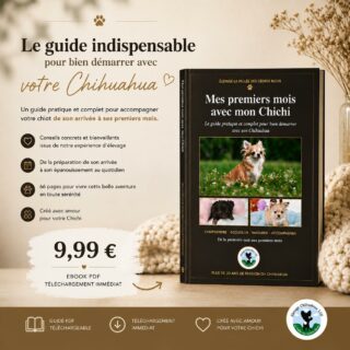 🐾 Une petite nouveauté à La Vallée des Cèdres Bleus…Depuis plus de 20 ans, nous accompagnons les familles qui accueillent un Chihuahua et, au fil des années, beaucoup de questions reviennent : la première nuit, l’alimentation, la propreté, l’éducation, les petites inquiétudes du quotidien…Nous avons donc décidé de rassembler notre expérience dans un guide :« Mes premiers mois avec mon Chichi »📖 66 pages consacrées aux premiers mois avec son Chihuahua
📲 Ebook au format PDF
🤎 Conseils issus de notre expérience d’élevage
⚡ Téléchargement immédiat9,99 €Il est désormais disponible sur notre site.👉 Retrouvez le guide via le lien dans notre bio.Et pour les familles qui nous suivent déjà : dites-nous en commentaire ce que vous auriez aimé savoir lorsque votre premier Chihuahua est arrivé à la maison. 🐾 #ebook #chihuahua #chiot #education #guide