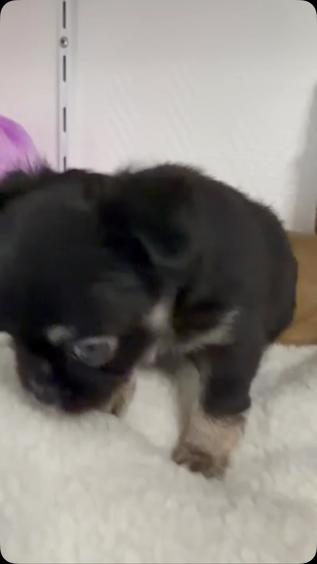 🥰🐶 Les deux petites puces d’Umey ont bien grandi ! ❤️Elles deviennent de plus en plus magnifiques au fil des jours, tout en restant toujours aussi douces et attendrissantes. 🥹💕 Deux jolies petites bouilles, chacune avec son charme et ses petites particularités.De vraies petites beautés qu’on ne se lasse pas de regarder grandir ! 😍🐾#Chihuahua #ChiotChihuahua #Umey #BébéChihuahua #TropMignon
