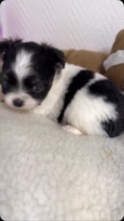🖤🤍🐶 Le BG noir et blanc d’Umey est de plus en plus beau ! 😍Regardez-moi cette petite merveille… Il grandit et devient chaque jour encore plus craquant. 🥹❤️Une jolie bouille, une belle fourrure noir et blanc et un charme fou… un vrai petit trésor qui nous fait complètement fondre ! 🥰#Chihuahua #ChiotChihuahua #ChihuahuaNoirEtBlanc #BébéChihuahua #TropMignon