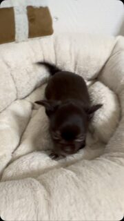 🍫🐶 Le tout petit de la portée d’Ariel… mais certainement pas le plus calme ! 😅😂

Notre petit chihuahua miniature chocolat fait actuellement 400 grammes… 400 grammes de mignonnerie, mais aussi une sacrée dose d’énergie ! ⚡🥰

Il est speed, curieux, attachant et déjà plein de caractère. ❤️ Un mini format qui sait parfaitement se faire remarquer et qui nous fait rire autant qu’il nous fait craquer !

On l’adore, notre petite pile électrique chocolat ! 🤎🐾

#Chihuahua #ChihuahuaChocolat #MiniChihuahua #ChiotChihuahua #TropMignon