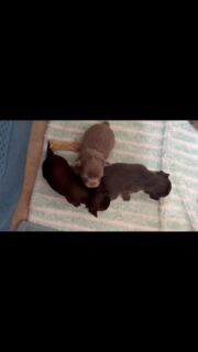 🐶💙 Les 3 petits garçons d’Ariel en vidéo ! 🥰Nos trois petits bonhommes grandissent tranquillement, chacun à son rythme, et deviennent de plus en plus craquants au fil des jours. ❤️Trois petites bouilles, trois personnalités qui commencent doucement à se dévoiler… et surtout trois petits choux beaucoup trop mignons ! 😍🐾Quel bonheur de les regarder évoluer jour après jour. 🥹#Chihuahua #ChiotChihuahua #BébésChihuahua #Ariel #TropMignon