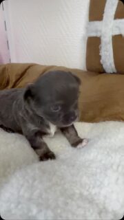 🐶❤️ Encore un des 3 petits garçons d’Ariel qui nous fait complètement craquer !Ariel nous a vraiment fait de véritables petites merveilles… Ils sont tous aussi beaux les uns que les autres, chacun avec son petit charme et sa jolie bouille irrésistible. 🥹😍Difficile de ne pas fondre devant eux ! Et vous, dites-nous… ils vous font tous littéralement craquer aussi ? ❤️🐾#Chihuahua #ChiotChihuahua #Ariel #BébéChihuahua #TropMignon
