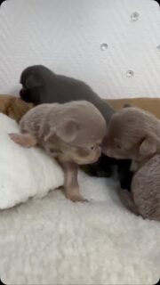 💕🐶 Après les 3 boys d’Ariel, place aux 3 petites filles ! 🥰Et franchement… elles sont toutes aussi magnifiques ! 😍 Nos trois petites princesses ont déjà bien grandi et deviennent chaque jour un peu plus craquantes. ❤️À l’aube de leur premier mois, qu’elles fêteront le 6 septembre, leurs petites personnalités commencent doucement à se dévoiler… Quel bonheur de les voir évoluer ! 🥹🐾Trois petites beautés qui nous font complètement fondre. 💕#Chihuahua #ChiotChihuahua #Ariel #BébéChihuahua #TropMignon