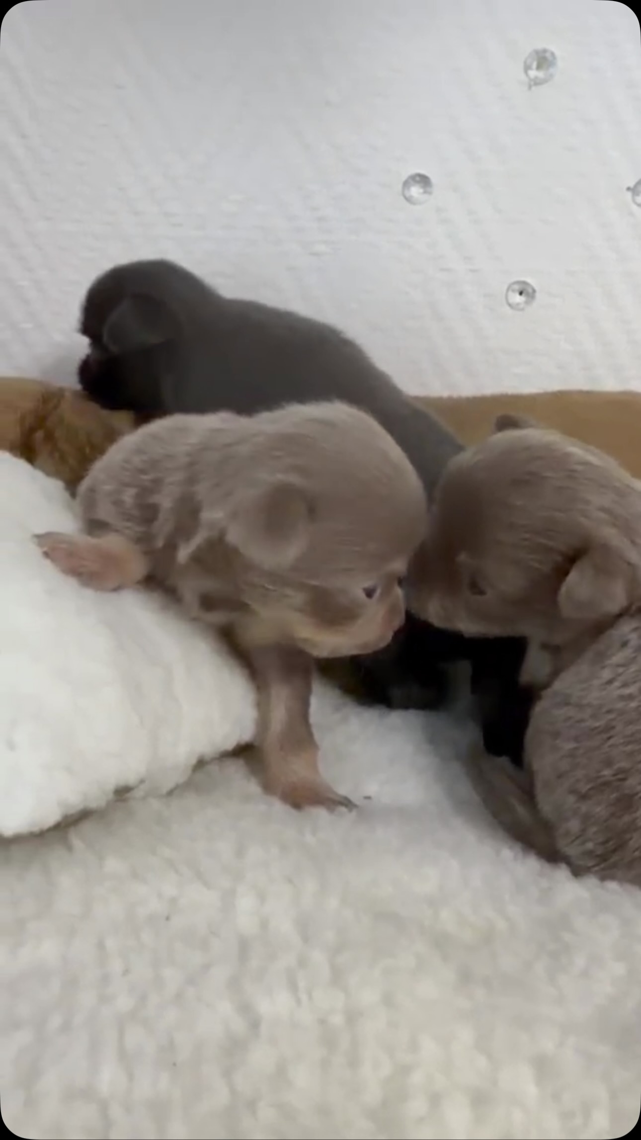 💕🐶 Après les 3 boys d’Ariel, place aux 3 petites filles ! 🥰Et franchement… elles sont toutes aussi magnifiques ! 😍 Nos trois petites princesses ont déjà bien grandi et deviennent chaque jour un peu plus craquantes. ❤️À l’aube de leur premier mois, qu’elles fêteront le 6 septembre, leurs petites personnalités commencent doucement à se dévoiler… Quel bonheur de les voir évoluer ! 🥹🐾Trois petites beautés qui nous font complètement fondre. 💕#Chihuahua #ChiotChihuahua #Ariel #BébéChihuahua #TropMignon